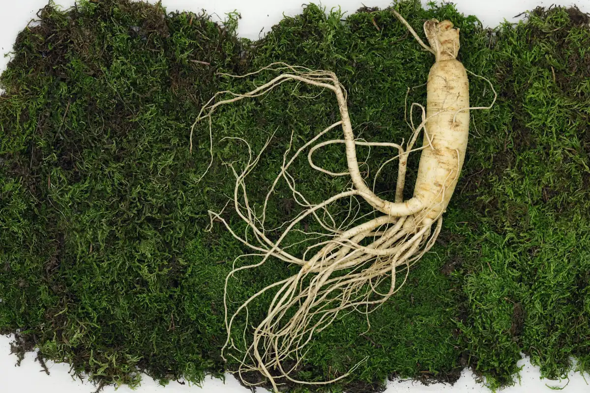 Racine de ginseng entière posée sur un lit de mousse verte