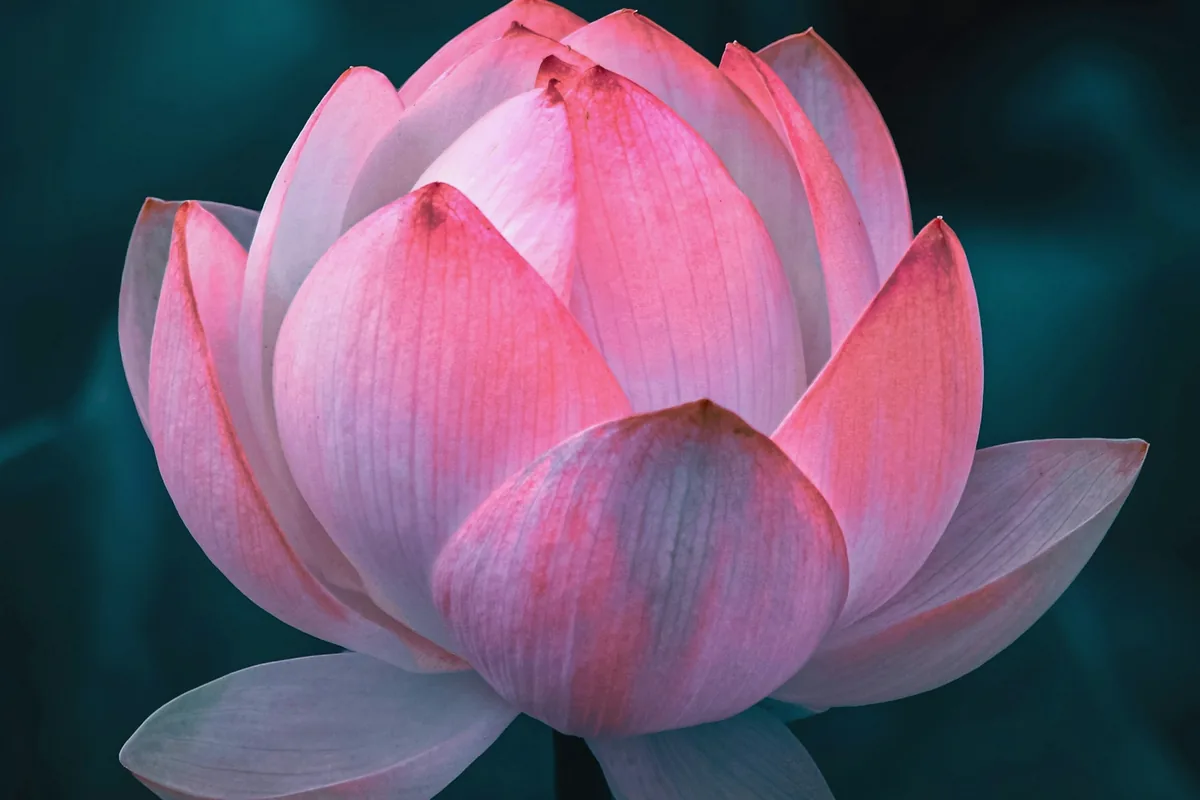 Fleur de lotus rose ouverte sur un fond bleu-vert profond